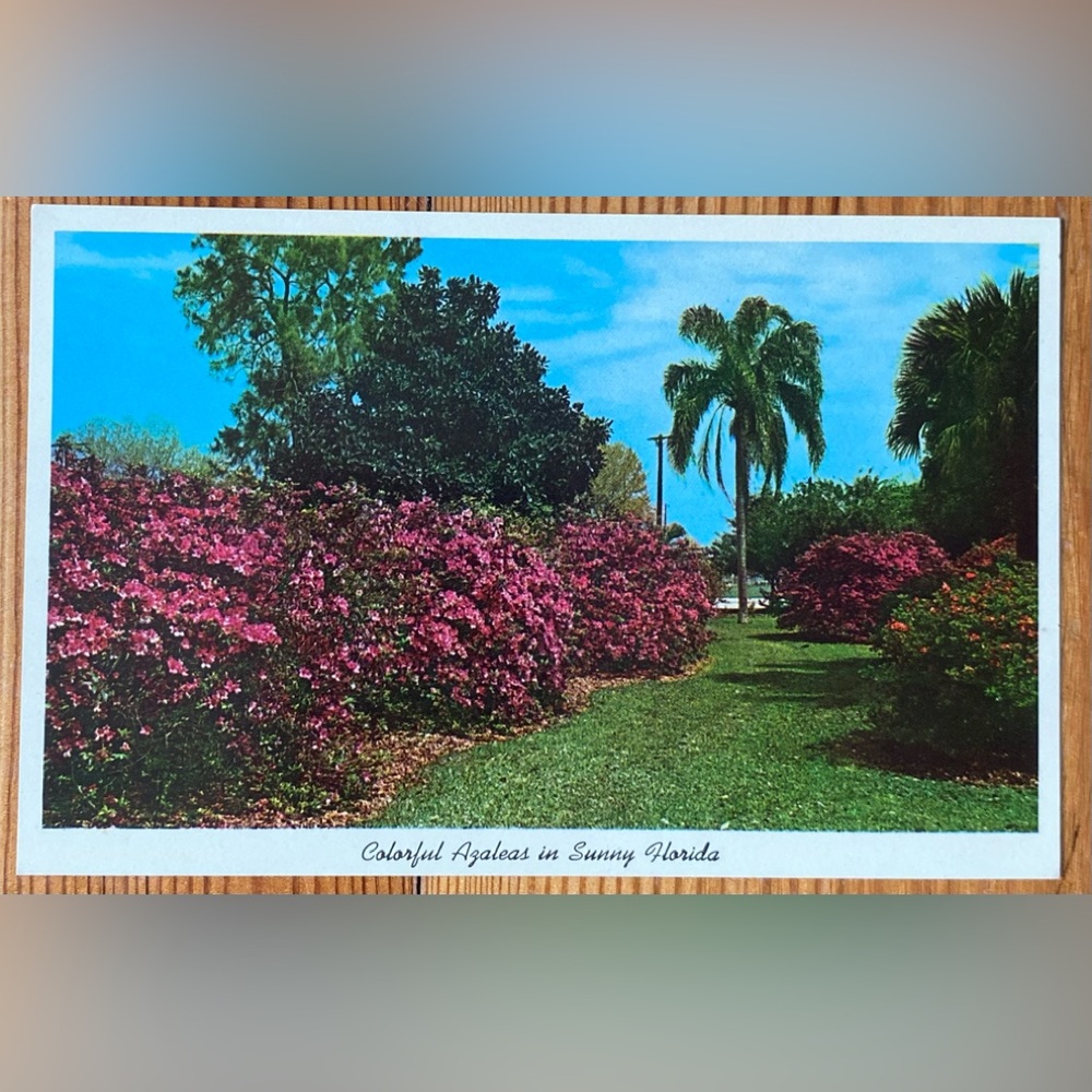 Colourful Azaleas In Sunny Florida Vintage Post Card